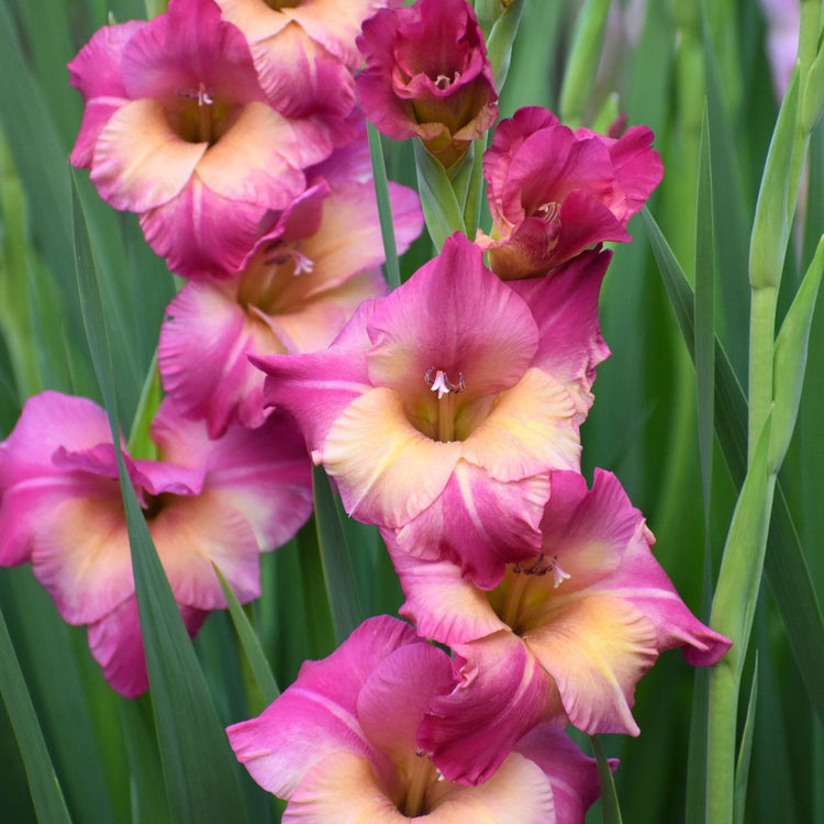 Gladiolus Large Flowering Ted's Favorite