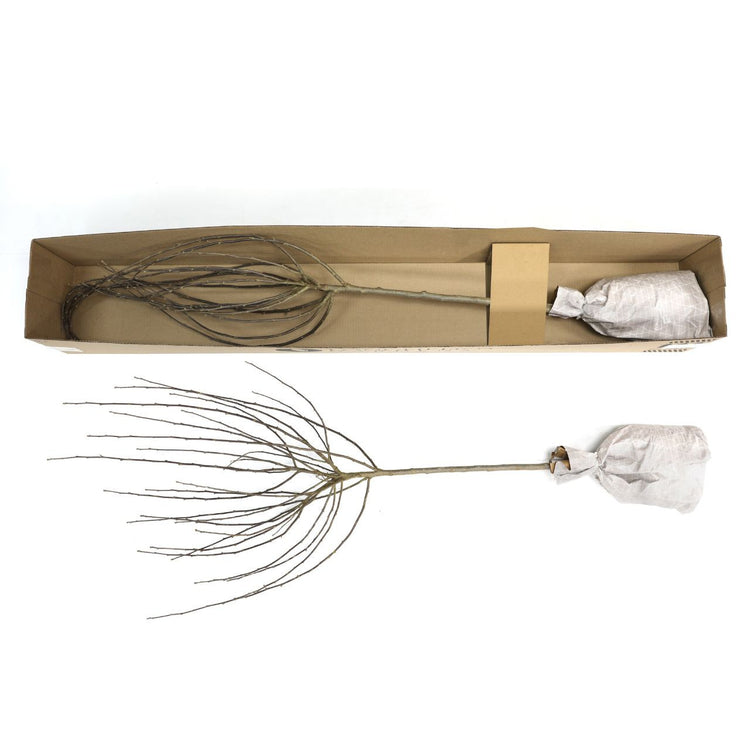 Pink-flowered rose of sharon Hibiscus syriacus Minerva trained as a standard and ready to be shipped.