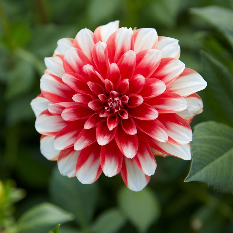 Dahlia Decorative Dynamite