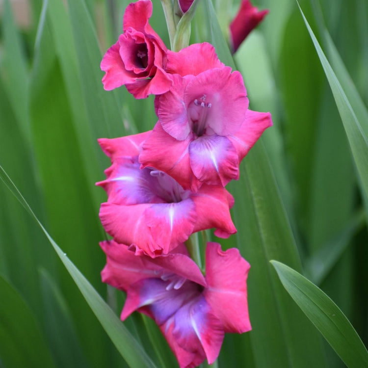 Gladiolus Lumiere