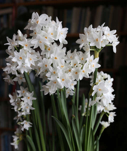 Paperwhites
