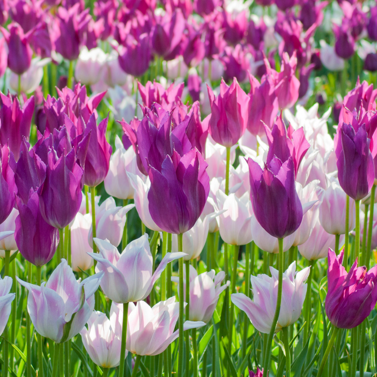 Tulip Lily Flowering Purple Dream