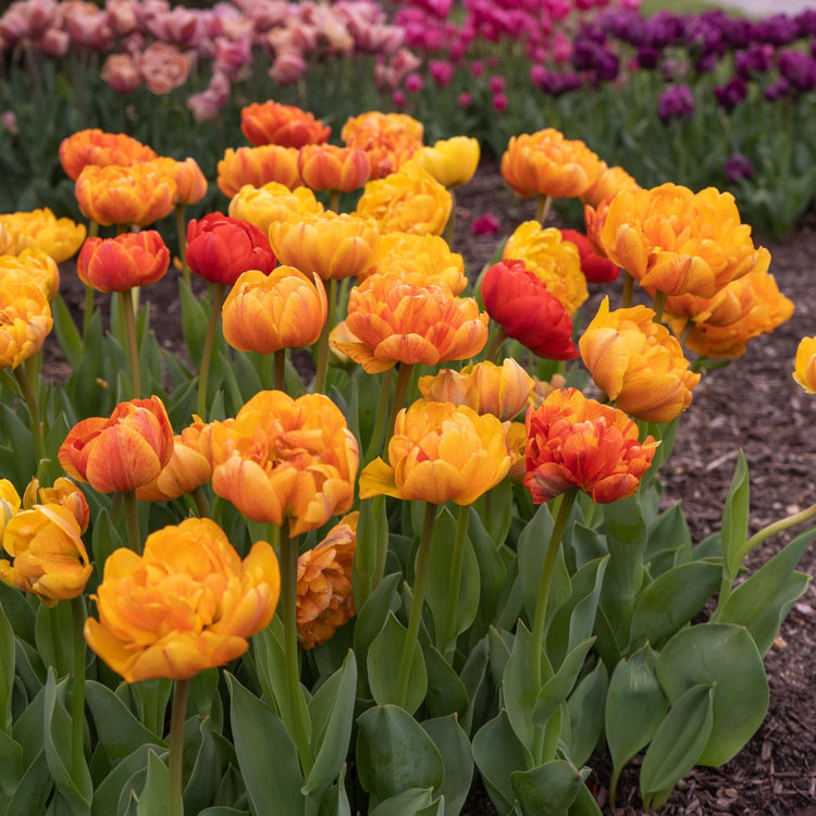 Tulip Double Late Sun Lover