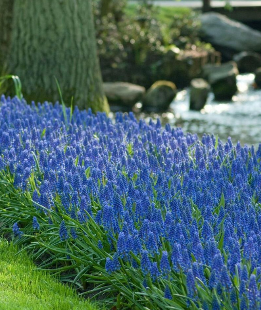 Muscari