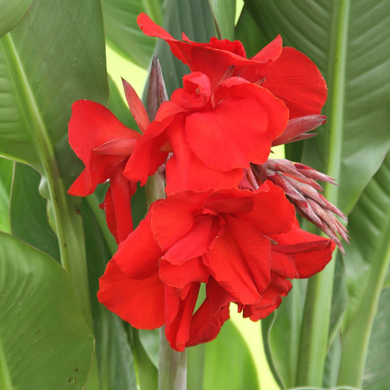 Canna Medium The President - 3 rhizomes - Longfield Gardens