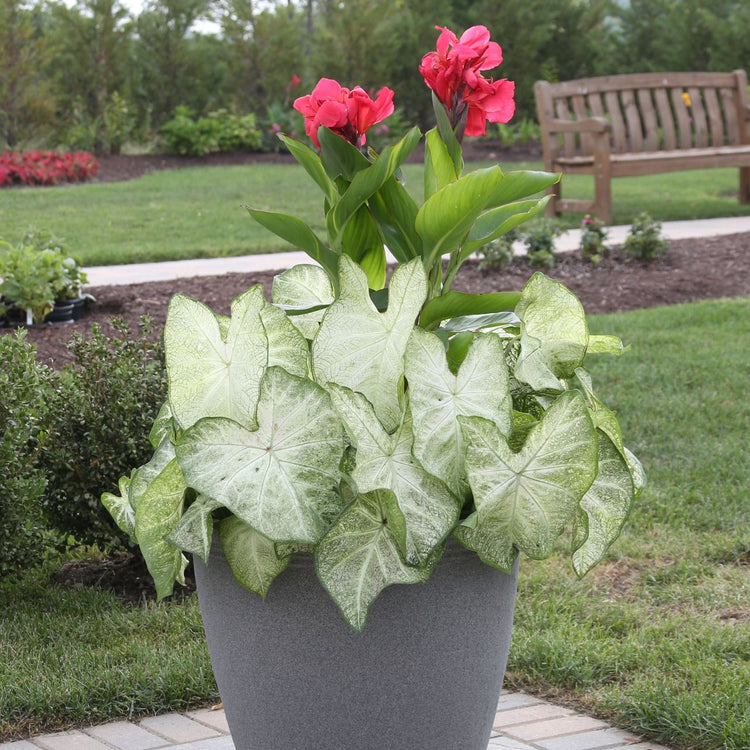 Caladium Fancy Moonlight