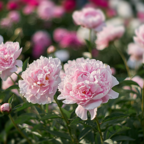 Megamenu for Perennials