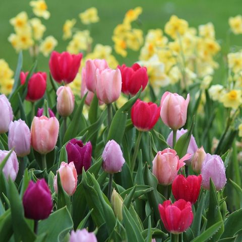 Megamenu for Fall-Planted Spring-Blooming Bulbs