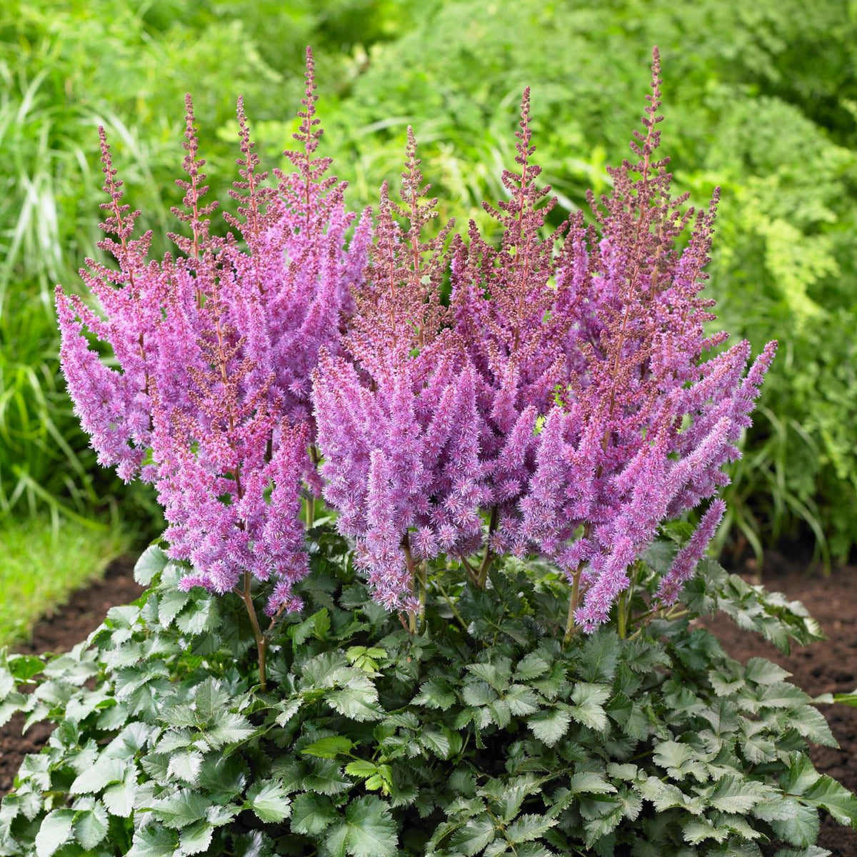 lavender astilbe plant Astilbe Chinensis Purple Rain