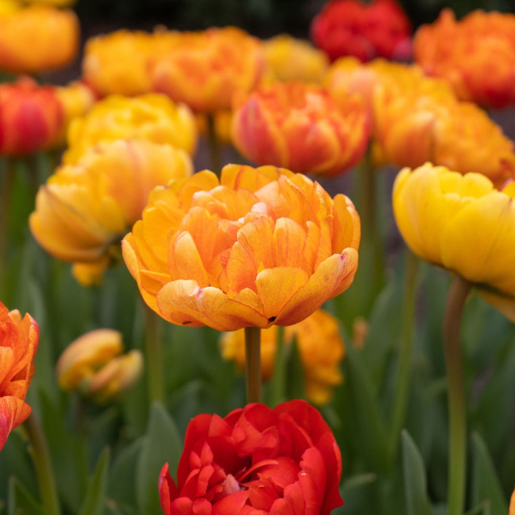 Tulip Double Late Sun Lover