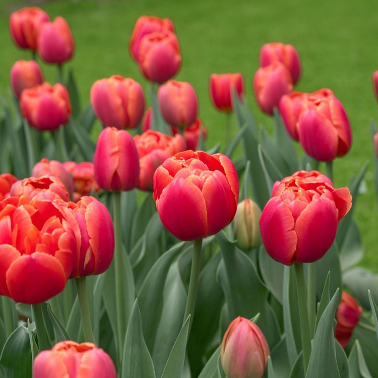 Tulip Double Late Icoon