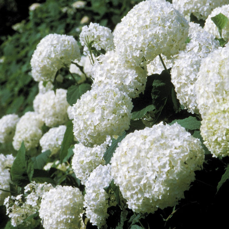The large, creamy white flowers of Annabelle hydrangea, blooming in a summer garden.