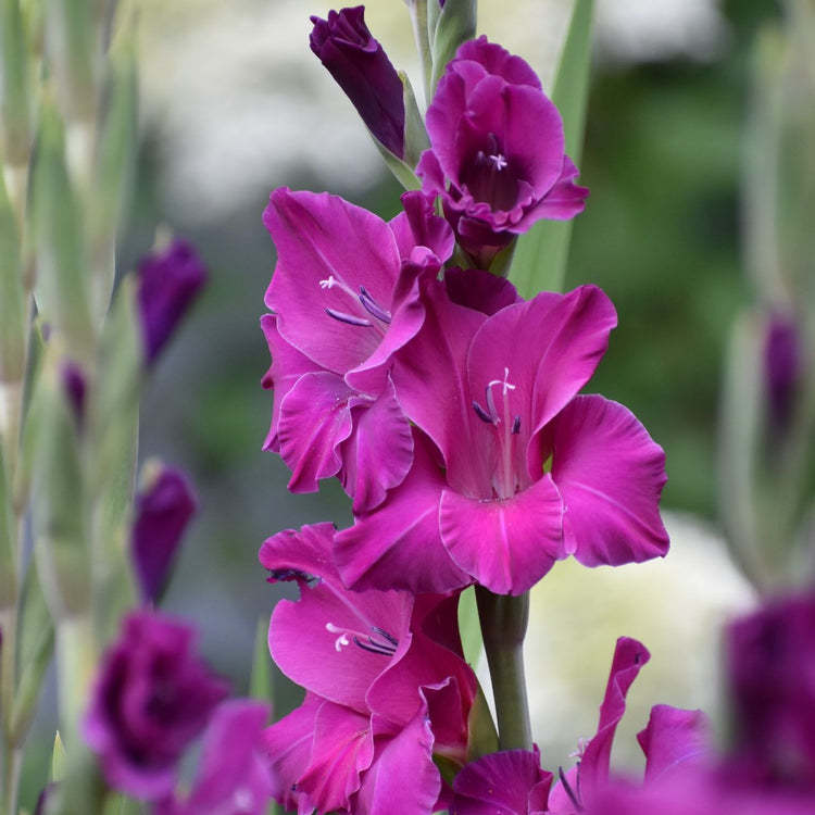 Gladiolus Sugar Plum
