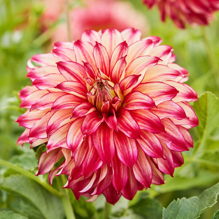 Dahlia Dinnerplate Lady Darlene