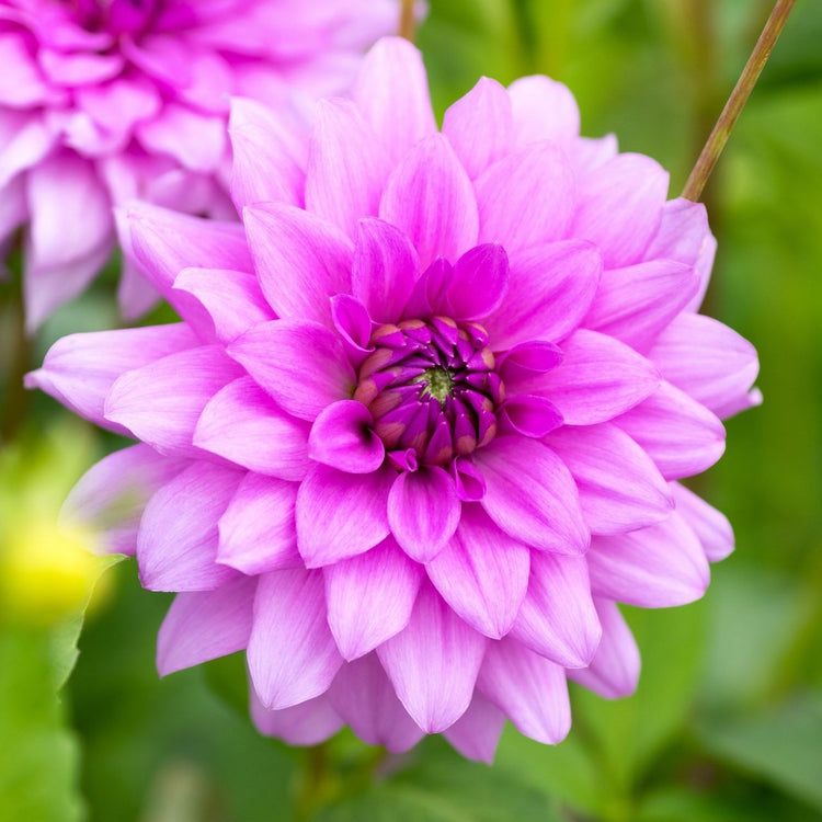 Dahlia Decorative Blue Boy