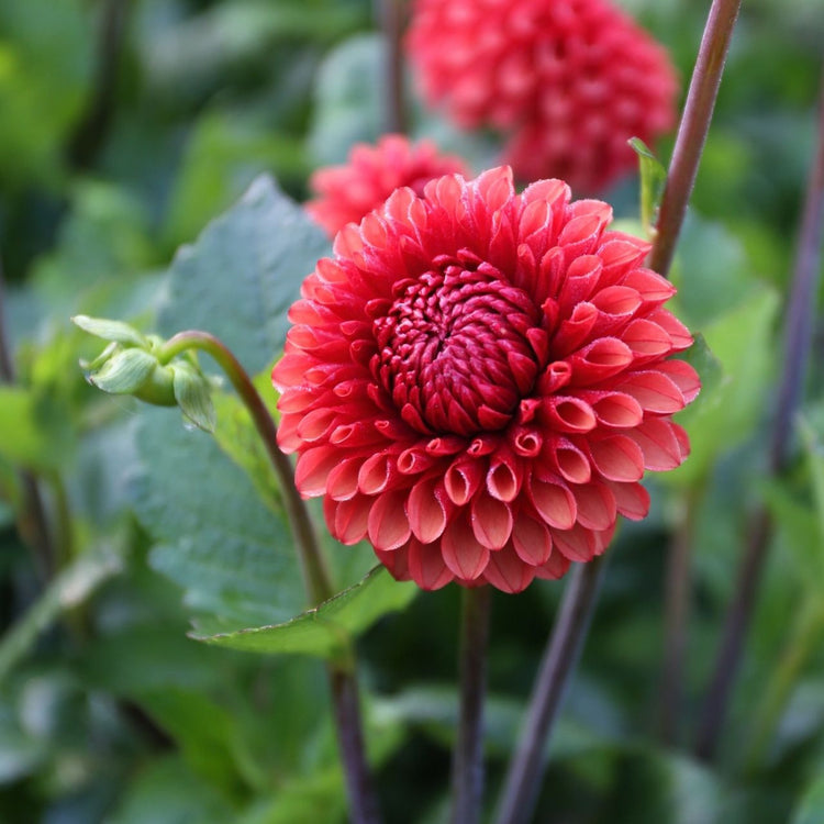 Ball dahlia Brown Sugar in a flower garden, showing the flower's perfectly round form and intense, brick-red and rusty-orange color.