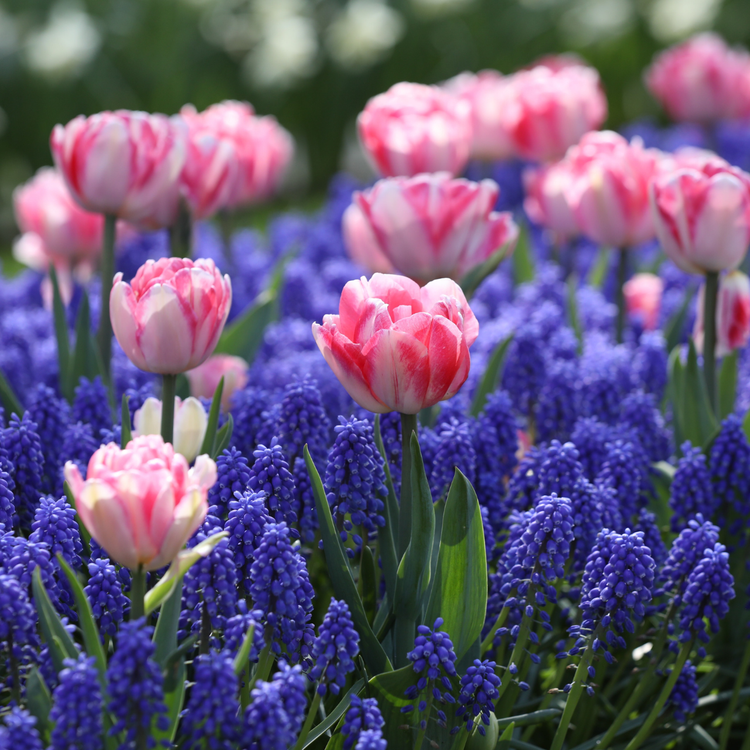 Tulip Foxtrot & Muscari Armeniacum