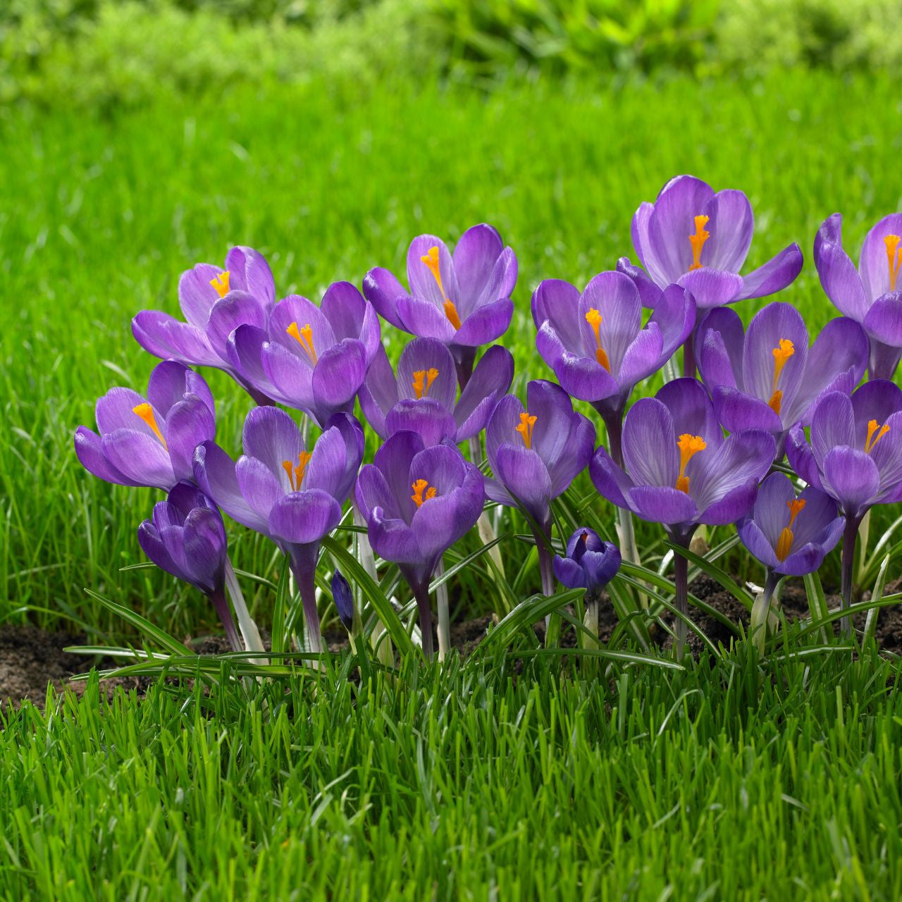 Crocus Large Flowering Flower Record - 25 corms - Longfield Gardens