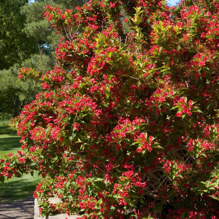 The summer-blooming shrub Weigela florida Red Prince in full bloom.