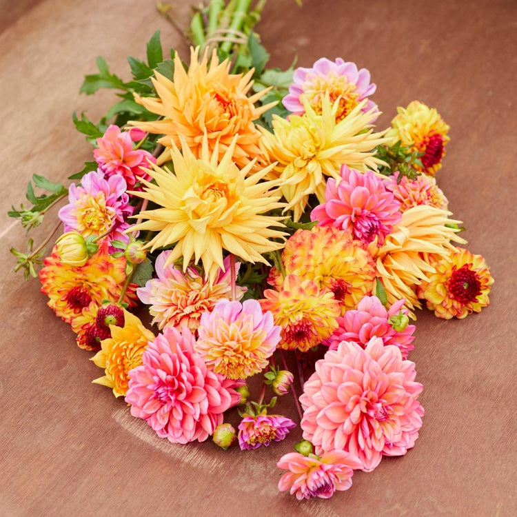 Dahlia Semi-Cactus Gold Crown