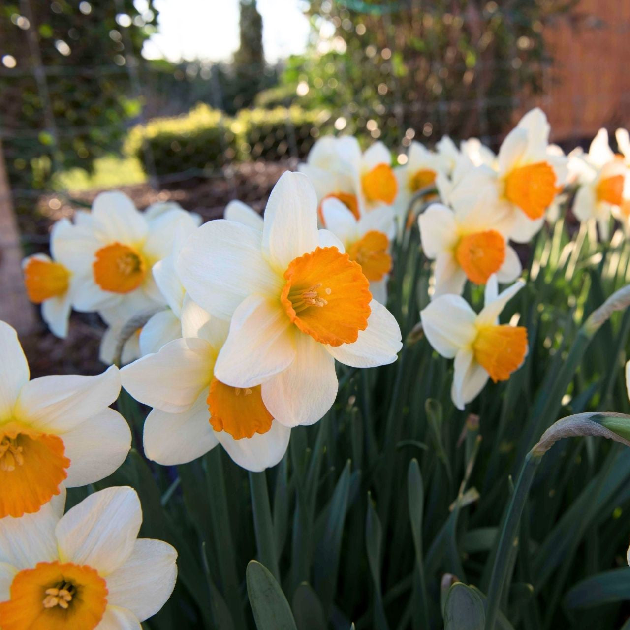 アノンハット　プチプルルーズ Daffodil Large Cupped Sempre Avanti - 75 bulbs - Longfield Gardens