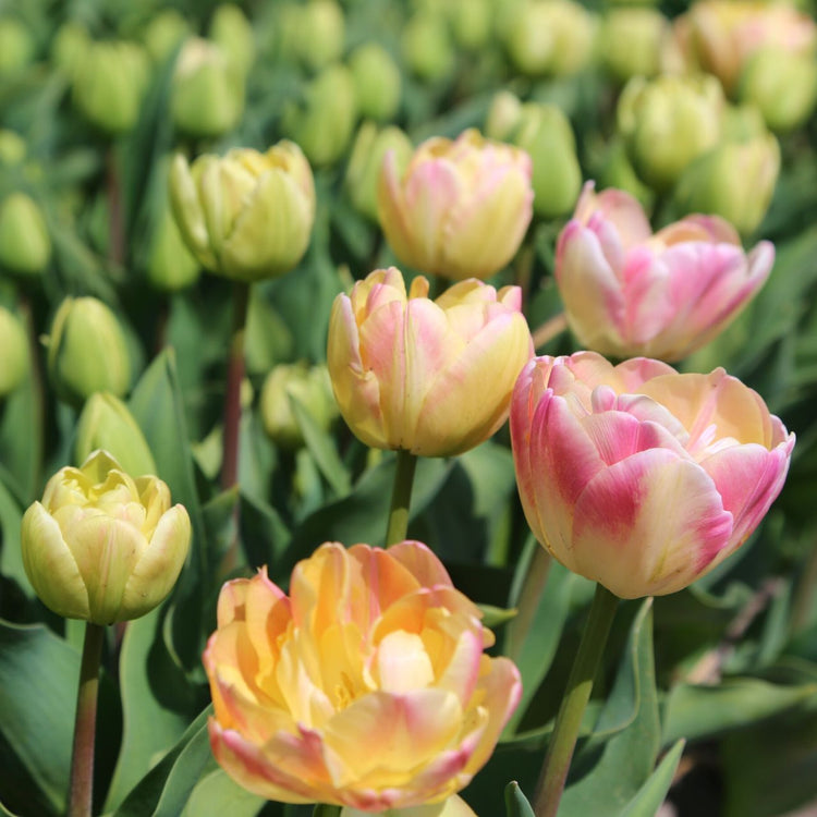 Tulip Double Late Creme Upstar
