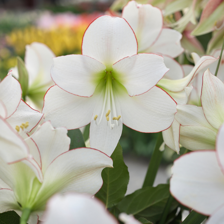 Amaryllis Single Picotee