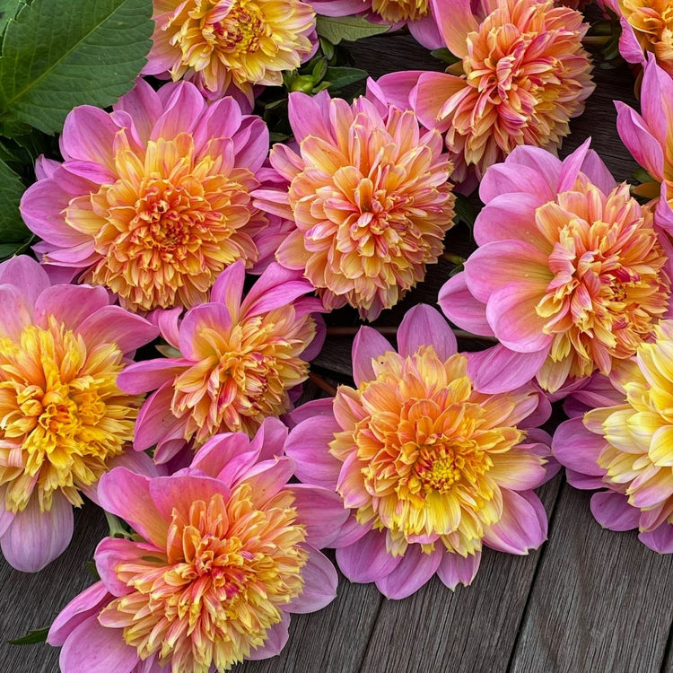 A dozen stems of anemone dahlia Lifestyle on a wooden table, showing the flowers' frilly golden centers and flamingo pink petals