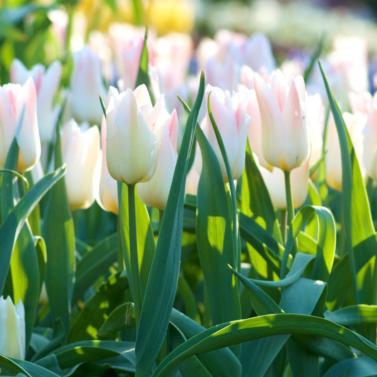 Tulip Lily Flowering Elegant Lady