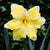 Split Corona Daffodils