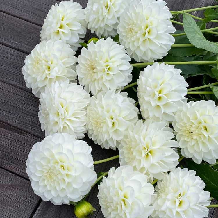 A dozen stems of white dahlias on a tabletop, featuring the 2", pompon flowers of the variety White Aster.