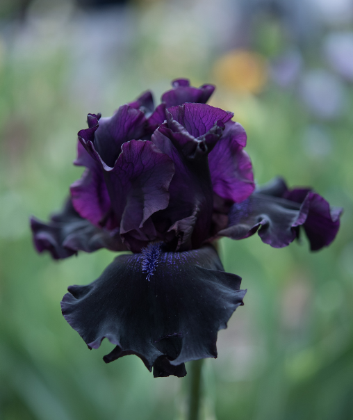 Bearded Iris (Germanica)