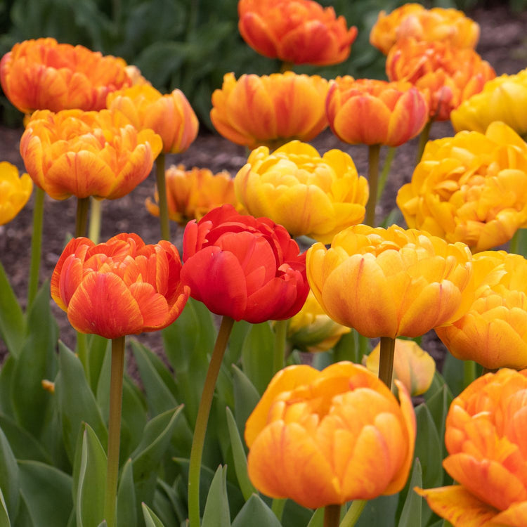 Tulip Double Late Sun Lover
