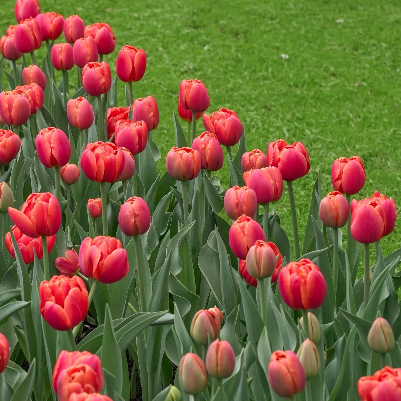 Tulip Double Late Icoon - 10 bulbs - Longfield Gardens