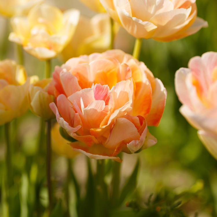 Tulip Double Late Charming Beauty