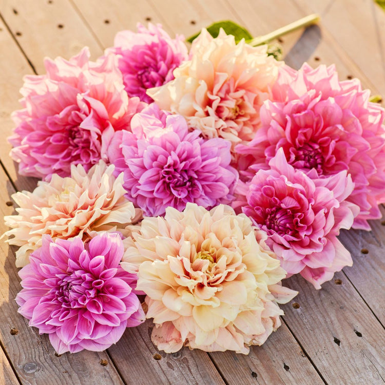 Dahlia Dinnerplate Cloud Nine Collection