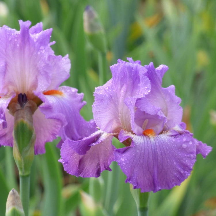 Bearded Iris Scrumdiddlyumptious