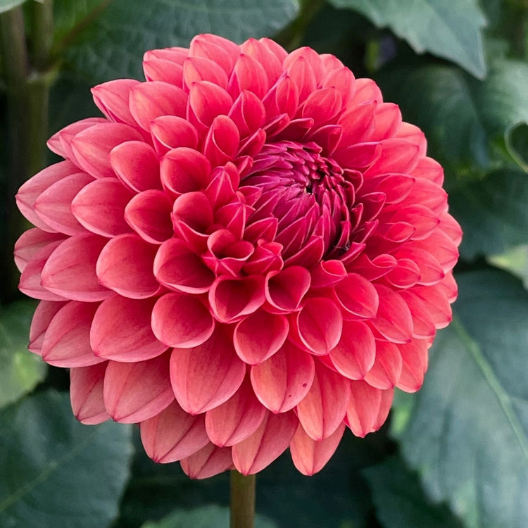 Dahlia Ball Brown Sugar
