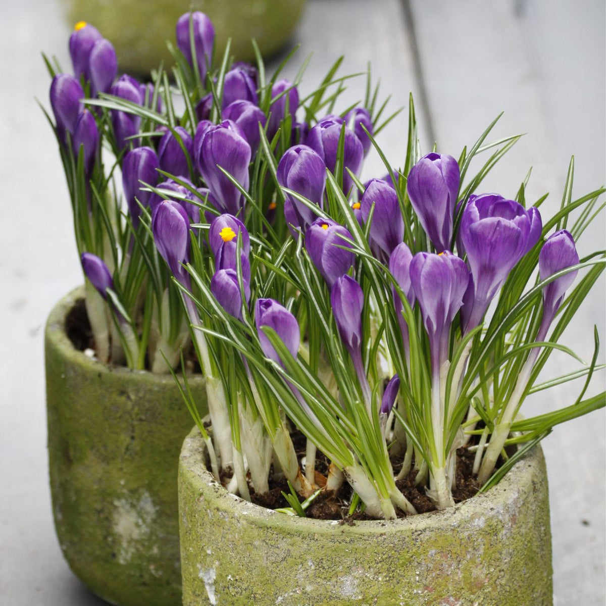 Crocus Large Flowering Flower Record - 25 corms