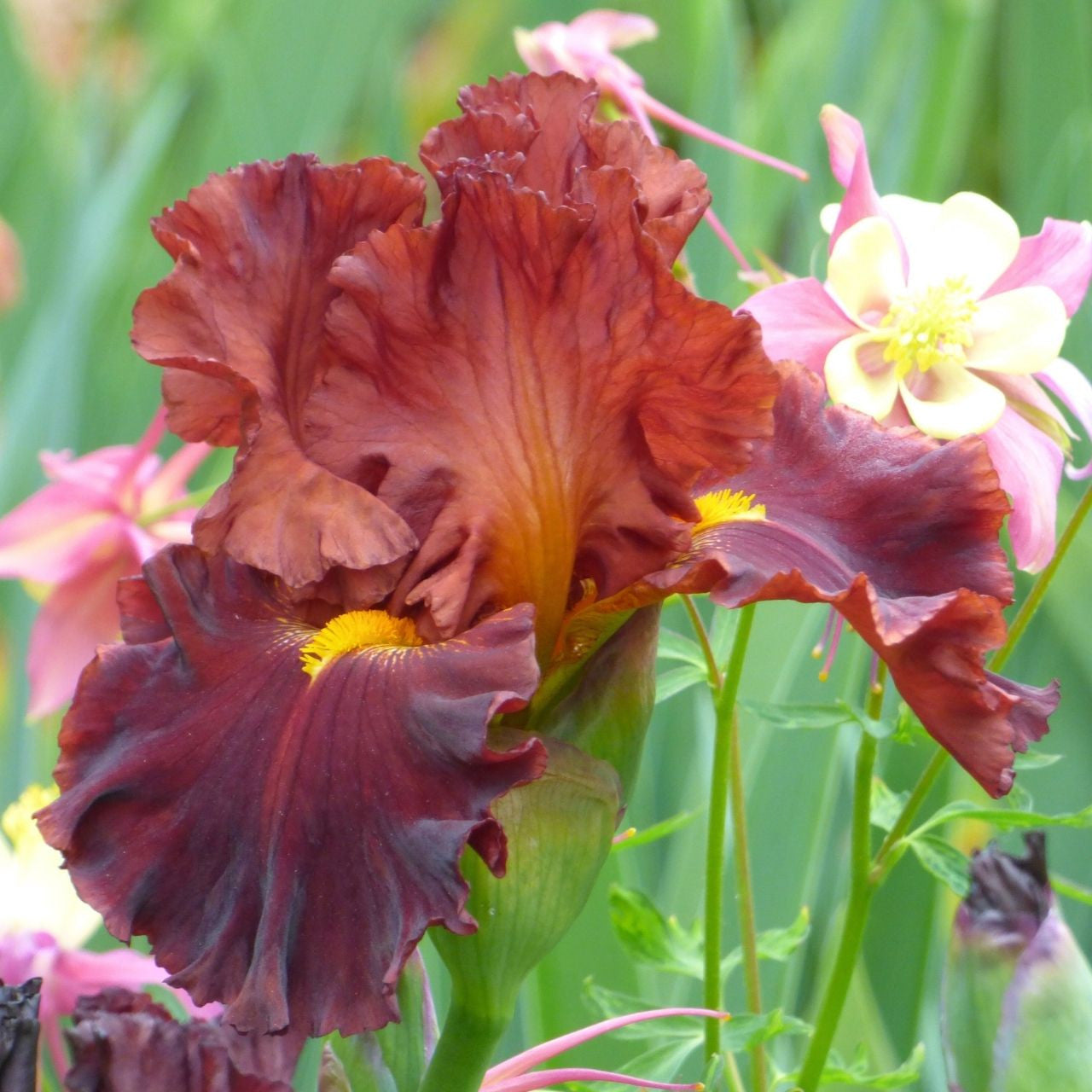Bearded Iris Valentino - 2 rhizomes - Longfield Gardens