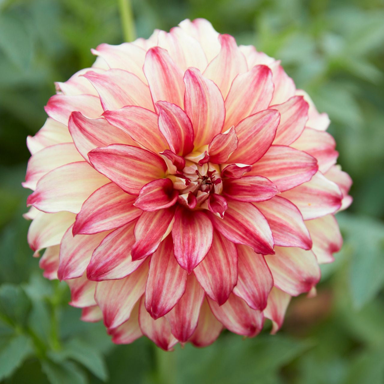 Dahlia Dinnerplate Lady Darlene - 2 tuber clumps - Longfield Gardens