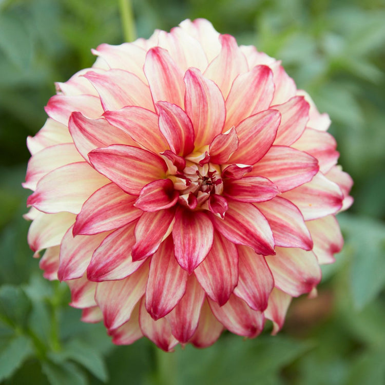 Bicolor dinnerplate Lady Darlene in natural sunlight.