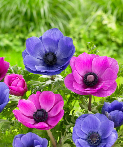 Anemones