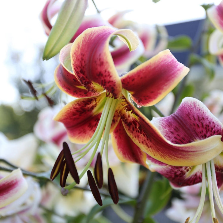 Side view of a single dark red and white flower of Oriental trumpet lily Scheherazade.
