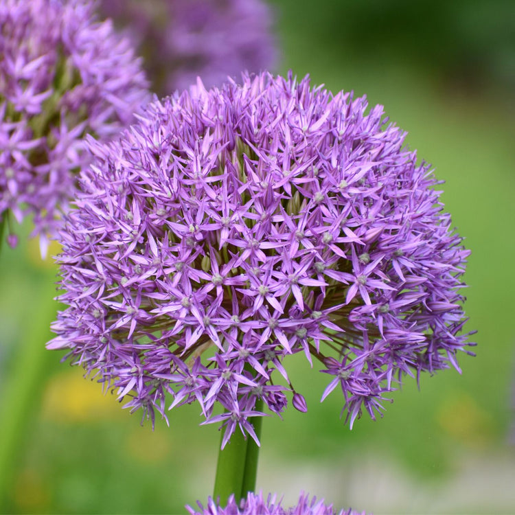Allium Giant Pinball Wizard