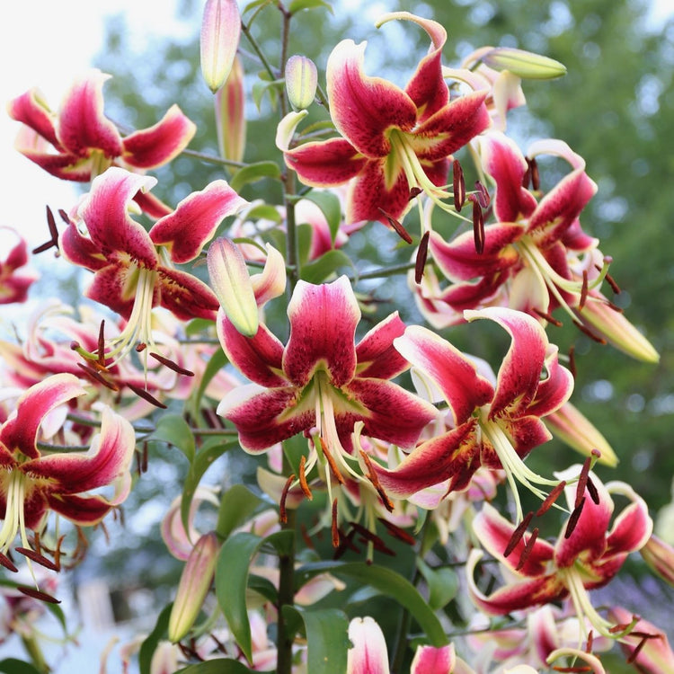 Oriental trumpet lily Scheherazade, showing a cluster of more than a dozen deep red and white flowers on a single stalk.