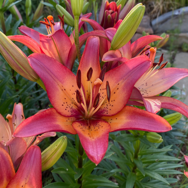 Lily Longiflorum Asiatic (LA)  Royal Sunset (Spring)