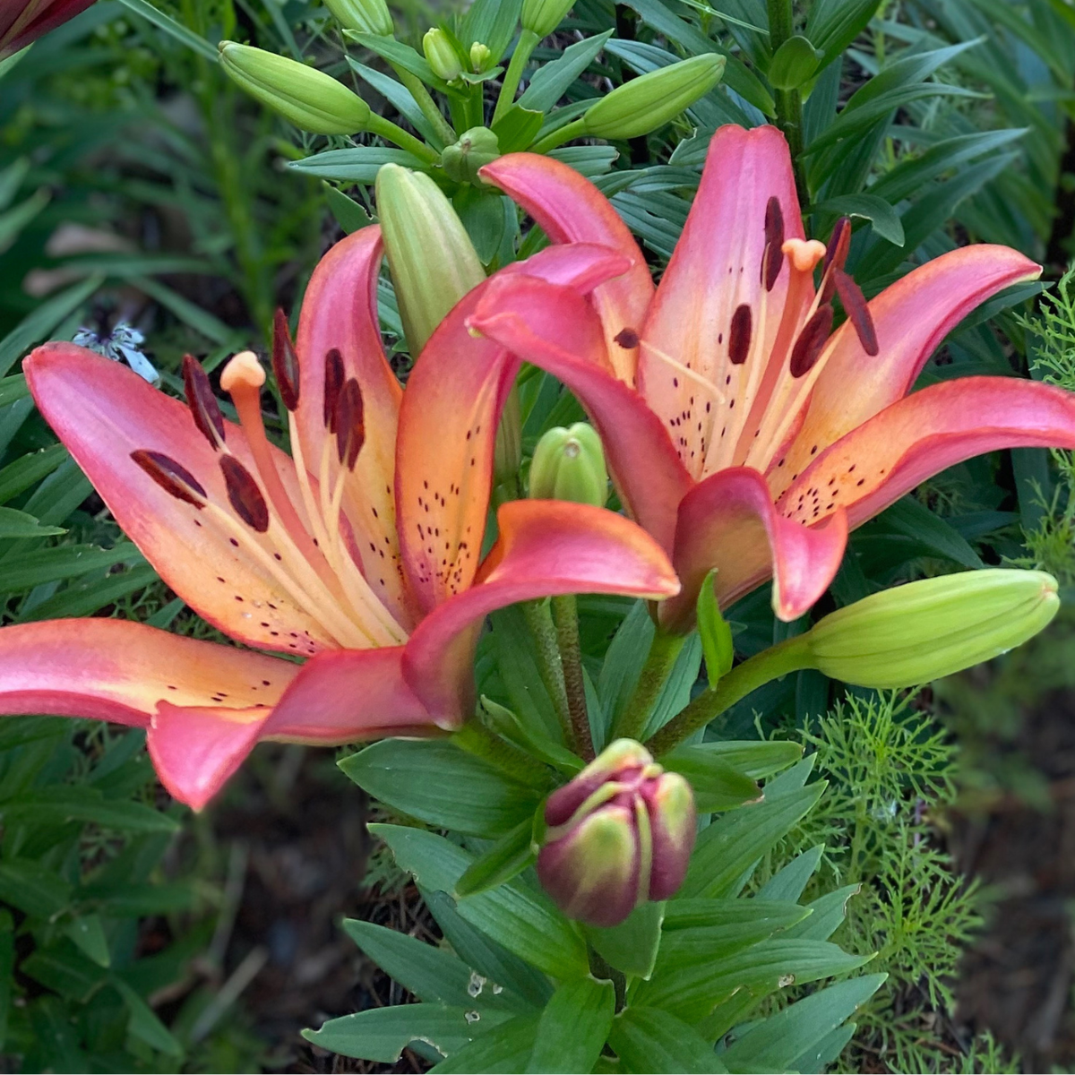 la lily flower Lily Longiflorum Asiatic (LA) Royal Sunset (Spring)