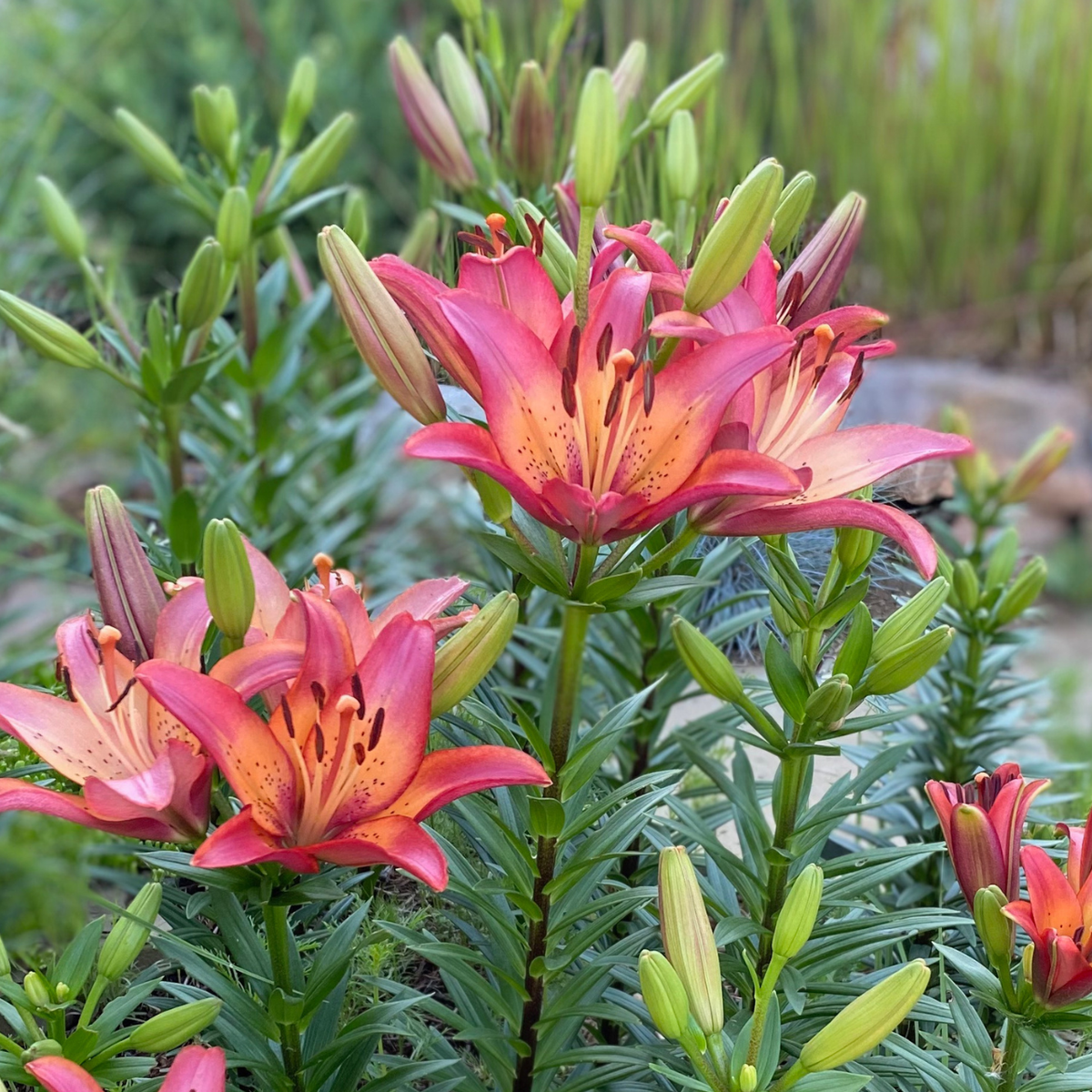 sunset asiatic lily Lily Longiflorum Asiatic (LA) Royal Sunset (Spring)