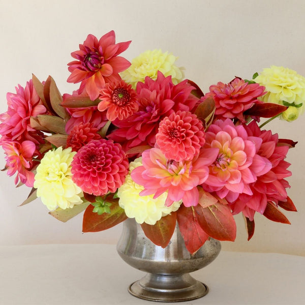Dahlia Assorted Flirty Fleurs Marigot Collection - 12 tubers
